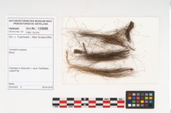 Foto von Haare (NHMW-PRAE-125688)